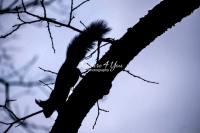 Eurasian Red squirrel crawling down a tree at dawn