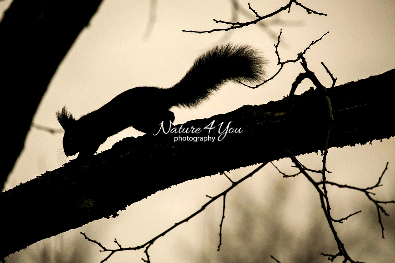 Eurasian red squirrel at sunset running over a tree branch in Bavaria