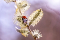 Common Carder Bumble Bee in a flowery area in Bavaria