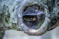 Spider web in a tree hollowing out in Bavaria