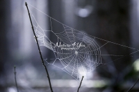 Spider web in the forest in Bavaria