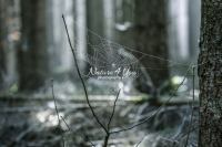 Spider web in a forest in Bavaria