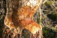 Beaver tree carving in the woods in Bavaria