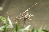 Frog mating in a pond in Bavaria