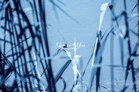 Dragonfly in the swamps of Bavaria