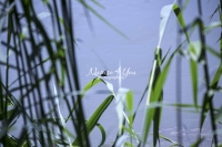 Dragonfly in the swamps of Bavaria