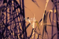 Dragonfly in the Swamps in Bavaria