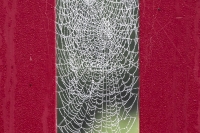 Spider web on red wooden gate in La Bourdonnerie