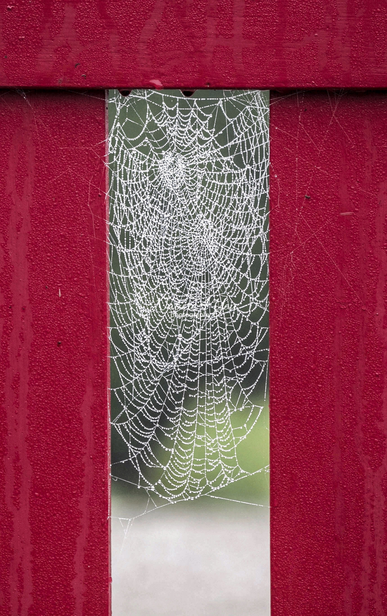 Spider web on red wooden gate in La Bourdonnerie