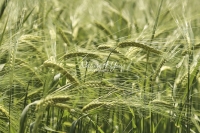 Ear - Wheat - Bavaria