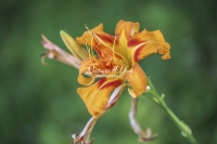 Orange Daylily - Bavaria