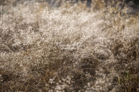 Meadow with waterdrops - Bavaria