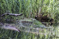 Common reed grass - Bavaria