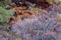 Japanese Tree - Bavaria