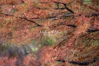 Japanese Maple Tree - Bavaria