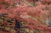 Japanese Maple Tree - Bavaria