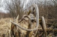 Wood Forms - Bavaria