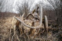 Wood Forms - Bavaria