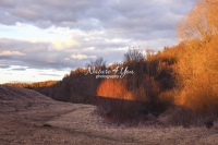 Coral Bark Willow Bushes - Bavaria