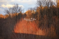 Coral Bark Willow Bushes - Bavaria