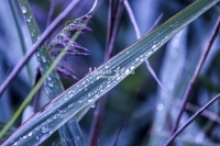 Waterdrops on grass - Bavaria