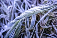 Winter: Frozen grass - Bavaria