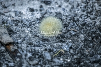 Dandelion - Blowballs