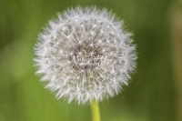 Dandelion - Blowballs - Bavaria