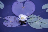 Water lily - Bavaria