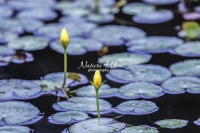 Water lily - Bavaria