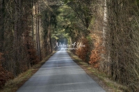 Country road through a riparian forest with a light veil of fog in Bavaria