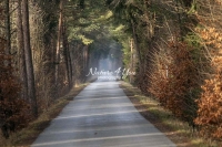 Country road surrounded by riparian vegetation with a light veil of fog in Bavaria