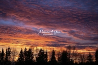 Winter scene: Cumulus clouds at sunset with a forest silhouette in the Bavarian Highlands