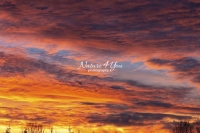 Winter scene: Cumulus clouds at sunset with a forest silhouette in the Bavarian Highlands