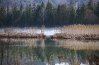Curling grass with water reflection of fig trees at a forest lake in Bavaria