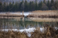 Curling grass with water reflection of fig trees at a forest lake in Bavaria