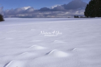 Winter Scene: Small hills covered with powder snow in Bavaria