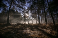 Sunbeams in a forest glade in Bavaria