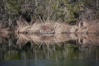 Curling grass with water reflection of fig trees at a forest lake in Bavaria