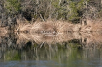 Curling grass with water reflection of fig trees at a forest lake in Bavaria