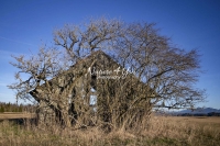Urban Living: Old barn in the countryside of Bavaria