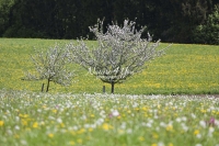 Meadow of flowers in the countryside in Bavaria