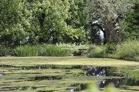 Urban Living: A pond in the countyside surrounded by trees and bushes in Bavaria