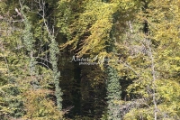 Forest opening surrounded by trees and bushes in the countryside of Bavaria