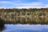 Curling grass with water reflection of fig trees at a forest lake in Bavaria