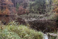 The Woods: Grass and a fallen fig tree with water reflection in a forest lake in Bavaria