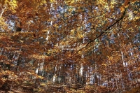 Colorful leaves in the woods at springtime in Bavaria