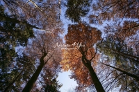 Colorful trees in the woods of Bavaria