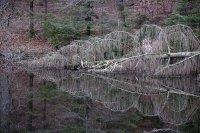 The Woods: Water reflection of a fallen fig tree in Bavaria