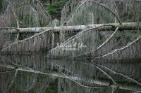 The Woods: Fallen fig tree with water reflection at a forest lake in Bavaria